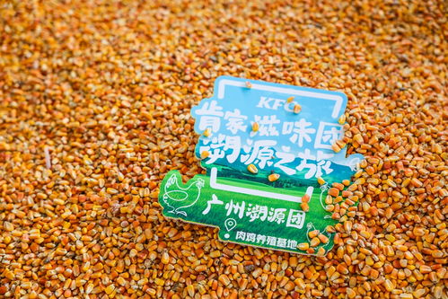 “好滋味溯源之旅”广州启程 百名肯家滋味团零距离感受从饲料到珍馐的纯净承诺
